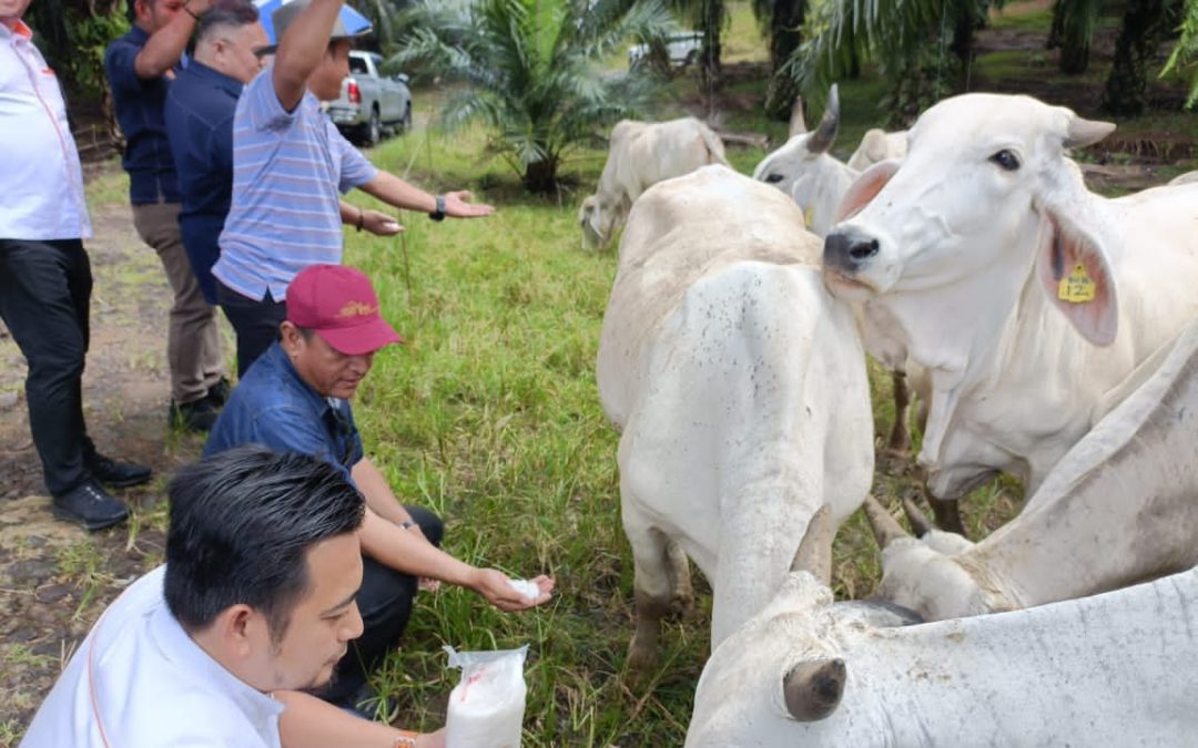 Program Pembangunan Peneroka (PPP) bagi Projek Ternakan Lembu Integrasi  FELDA Wilayah Sahabat